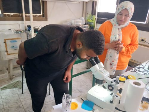 Visite du laboratoire de lutte biologique de la faculté d’agriculture du Caire
